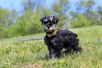 Dylan, a male Miniature Schnauzer for sale in Fresno, OH – 3 of 5