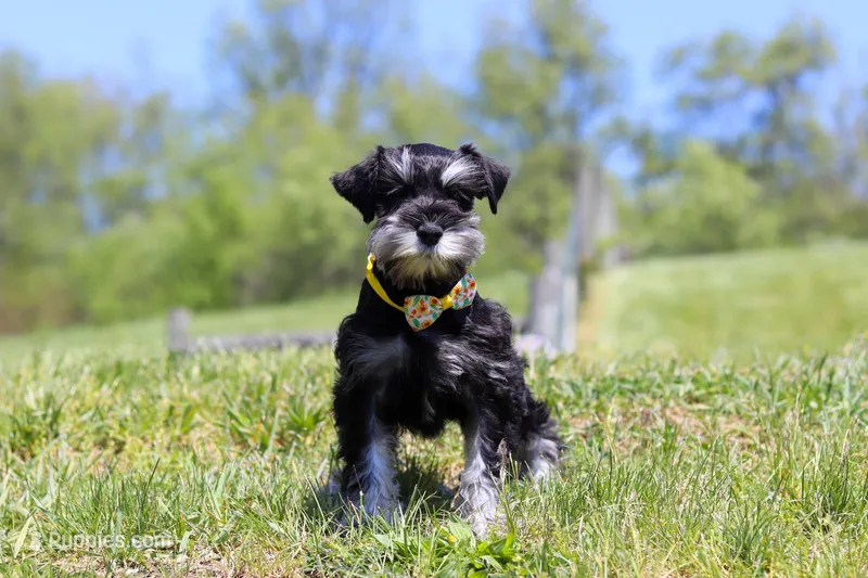 Dylan – Miniature Schnauzer puppy for sale in Fresno, OH