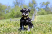 Dylan, a male Miniature Schnauzer for sale in Fresno, OH – 1 of 5