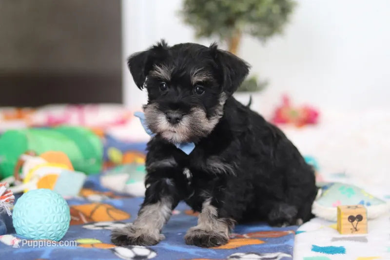 Dylan – Miniature Schnauzer puppy for sale in Fresno, OH