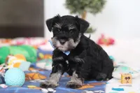 Dylan, a male Miniature Schnauzer for sale in Fresno, OH – Photo 1 of 6