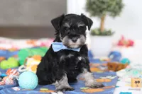 Dylan, a male Miniature Schnauzer for sale in Fresno, OH – Photo 6 of 6