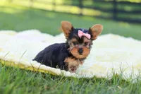 Macy, a female Yorkshire Terrier for sale in Fresno, OH – 5 of 9