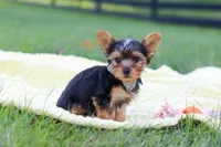Mason, a male Yorkshire Terrier for sale in Fresno, OH – 6 of 10