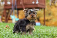 Jasper, a male Yorkshire Terrier for sale in Fresno, OH – 6 of 9