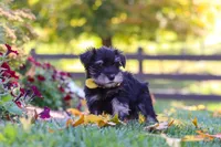 Trevor, a male Miniature Schnauzer for sale in Fresno, OH – 5 of 6