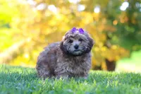 Posie, a female Yorkipoo for sale in Fresno, OH – 2 of 6