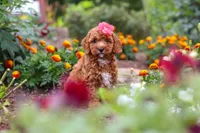 Aspen, a female Cavapoo for sale in Fresno, OH – 5 of 10