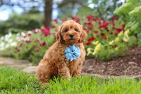 Nash, a male Cavapoo for sale in Fresno, OH – 5 of 8