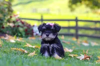 Gracie, a female Miniature Schnauzer for sale in Fresno, OH – 5 of 7