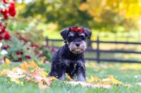 Eva, a female Miniature Schnauzer for sale in Fresno, OH – 2 of 9