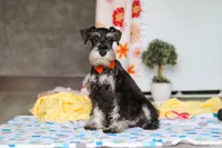 James, a male Miniature Schnauzer for sale in Fresno, OH – 9 of 10