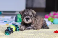 Josie, a female Miniature Schnauzer for sale in Fresno, OH – 7 of 10
