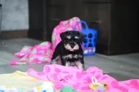 Arthur, a male Miniature Schnauzer for sale in Fresno, OH – 5 of 7