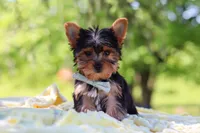 Drake, a male Yorkshire Terrier for sale in Fresno, OH – 7 of 10