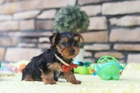 Buster, a male Yorkshire Terrier for sale in Fresno, OH – 5 of 6