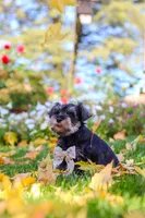 Leon, a male Miniature Schnauzer for sale in Fresno, OH – 4 of 10