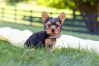 Mason, a male Yorkshire Terrier for sale in Fresno, OH – 2 of 10