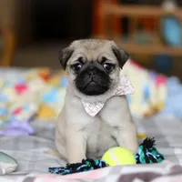 Pearl , a female Pug for sale in Fresno, OH – Photo 3 of 5