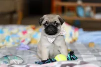 Pearl , a female Pug for sale in Fresno, OH – Photo 3 of 5