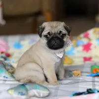 Pearl , a female Pug for sale in Fresno, OH – Photo 5 of 5