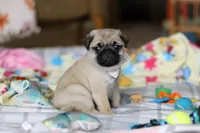 Pearl , a female Pug for sale in Fresno, OH – Photo 5 of 5