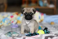 Pearl , a female Pug for sale in Fresno, OH – Photo 1 of 5