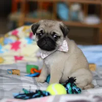 Pearl , a female Pug for sale in Fresno, OH – Photo 4 of 5