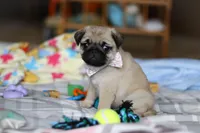 Pearl , a female Pug for sale in Fresno, OH – Photo 4 of 5