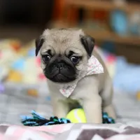 Pearl , a female Pug for sale in Fresno, OH – Photo 2 of 5