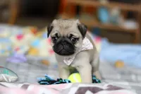 Pearl , a female Pug for sale in Fresno, OH – Photo 2 of 5