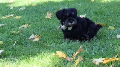Johnny, a male Miniature Schnauzer for sale in Fresno, OH – 7 of 7