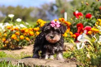 Emmy, a female Miniature Schnauzer for sale in Fresno, OH – 2 of 7