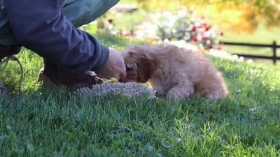 Asher, a male Yorkipoo for sale in Fresno, OH – 7 of 7