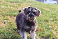 Ethan, a male Miniature Schnauzer for sale in Fresno, OH – Photo 8 of 10