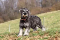 Ethan, a male Miniature Schnauzer for sale in Fresno, OH – Photo 1 of 10