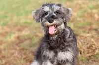 Ethan, a male Miniature Schnauzer for sale in Fresno, OH – Photo 5 of 10