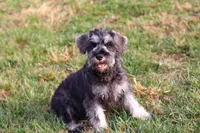 Ethan, a male Miniature Schnauzer for sale in Fresno, OH – Photo 9 of 10