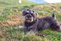 Ethan, a male Miniature Schnauzer for sale in Fresno, OH – Photo 4 of 10
