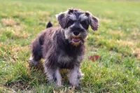 Ethan, a male Miniature Schnauzer for sale in Fresno, OH – Photo 6 of 10