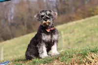 Ethan, a male Miniature Schnauzer for sale in Fresno, OH – Photo 3 of 10