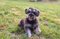 Ethan, a male Miniature Schnauzer for sale in Fresno, OH – Photo 7 of 10