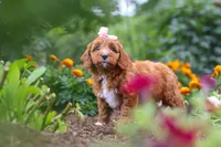 Dixie, a female Cavapoo for sale in Fresno, OH – 7 of 10