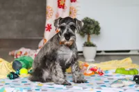 Nolan, a male Miniature Schnauzer for sale in Fresno, OH – 5 of 8