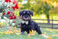 Johnny, a male Miniature Schnauzer for sale in Fresno, OH – 5 of 7