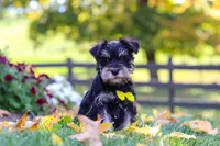 Kevin, a male Miniature Schnauzer for sale in Fresno, OH – 6 of 6