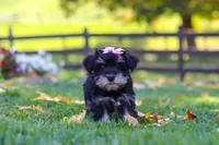 Gracie, a female Miniature Schnauzer for sale in Fresno, OH – 4 of 7