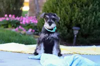 Blake, a male Miniature Schnauzer for sale in Fresno, OH – Photo 5 of 5