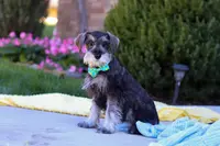Blake, a male Miniature Schnauzer for sale in Fresno, OH – Photo 2 of 5