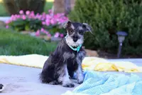 Blake, a male Miniature Schnauzer for sale in Fresno, OH – Photo 1 of 5